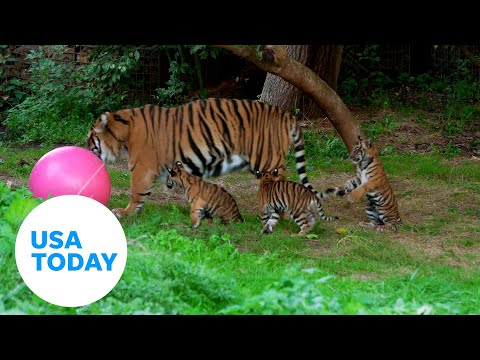 Endangered Sumatran tiger cubs finally named at London Zoo | USA TODAY