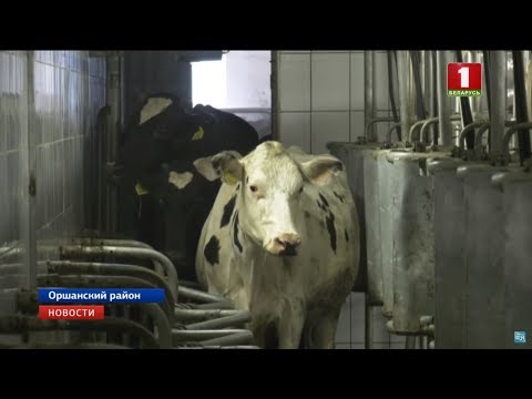 В Оршанском районе после реконструкции открылась молочно-товарная ферма "Стайки"