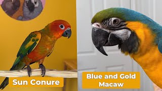 Sun Conure vs Blue and Gold Macaw as Pets