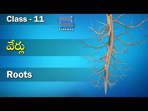 వేర్లు - Root | Morphology of Flowering Plants | Biology