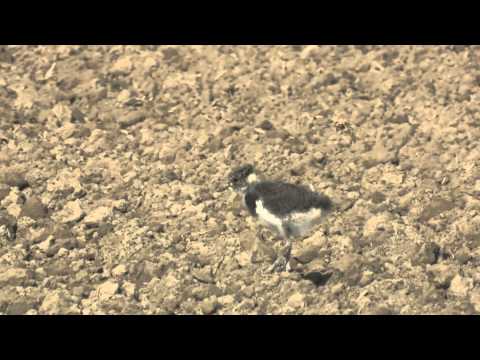 Lapwing Chicks