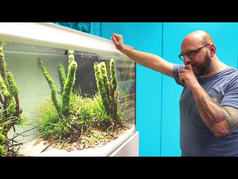 Die erste Fische im Asien-Aquarium