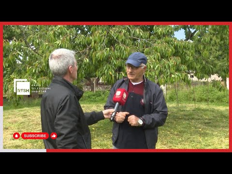 Moti i ftohtë dëmtoi frutikulturën, prodhuesit e qershive me humbje në këtë sezon