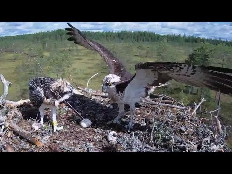 #3 Sääksilive (Osprey cam) | Tuisku get back to back two fish from Dad & Mom | Aug 8, 2022