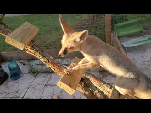 Fawzi gets enrichment in his new outdoor enclosure