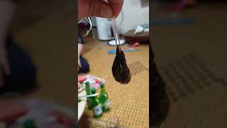 산 멧돼지 쓸게는 어떻게 생겼을까? 직접 보시분 있나요?