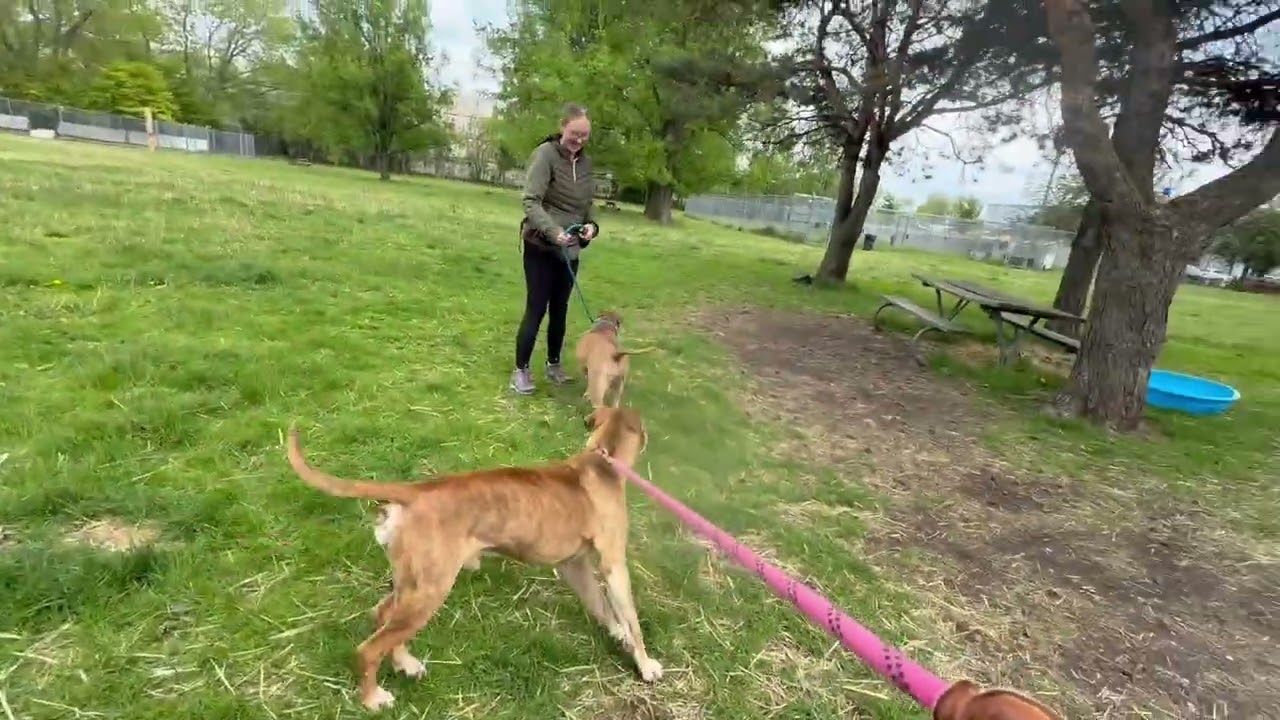 Castine's Leash Test