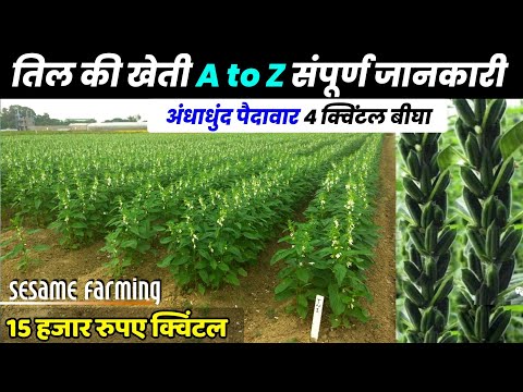 Til ki kheti kaise karen | तिल की खेती | sesame farming | A to Z | Til Variety, fertilizer,Best dwai