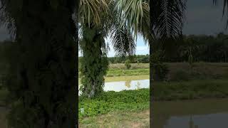 Download lagu Belitang Sumatera #belitang #okutimur mp3 Download lagu Belitang Sumatera #belitang #okutimur mp3