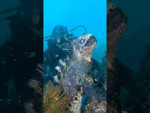 当潜海遇到这些海洋生物要跑吗？#潜海  #海洋生物  #海底世界 #动物科普
