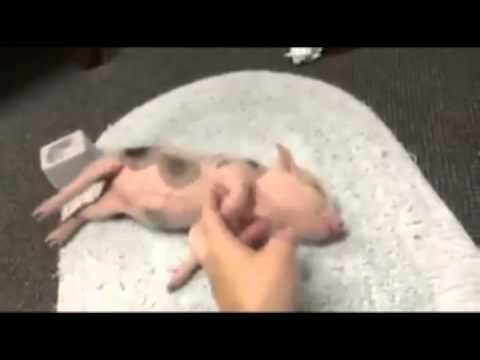 Baby Pig