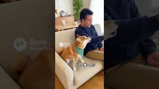 くしゃみにおこる柴犬〜
