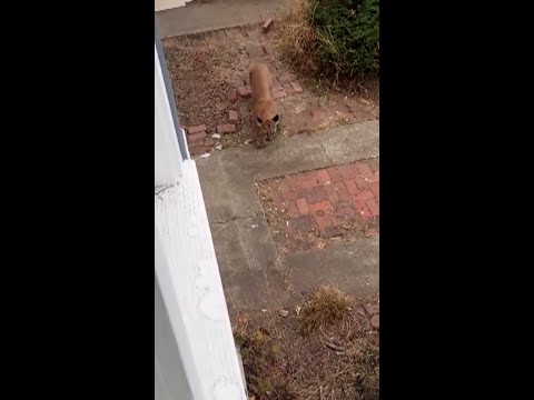 Mountain lion captured after roaming San Francisco streets