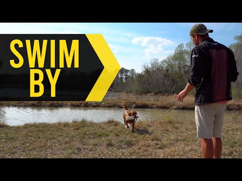 How to Teach Swim By: Force to Water