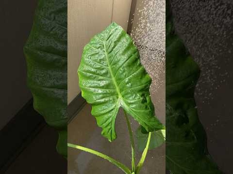 モンステラ・デリシオサと競合する野外クワズイモを維持するにはどうすればよいですか?  庭園