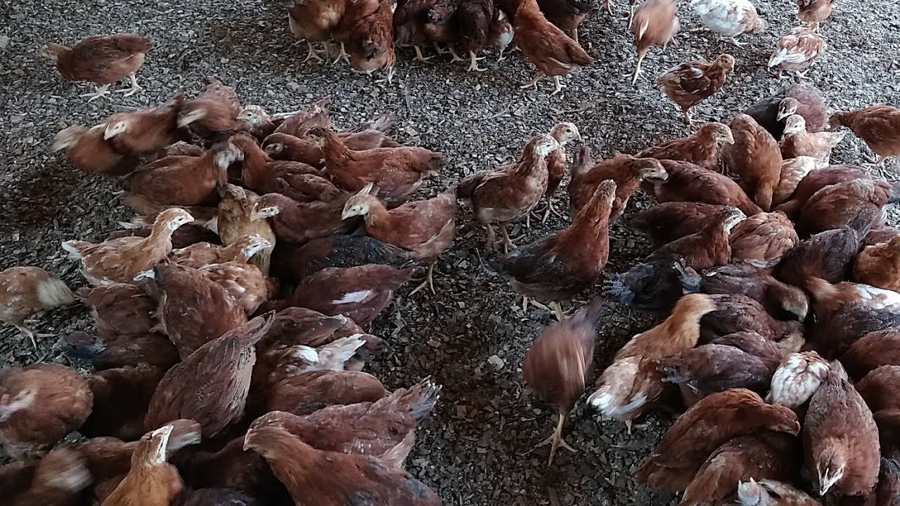 Resolva o problema de canibalismo em galinhas e pintinhos em 24 horas.