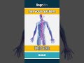 nervous system - 神经系统 video thumbnail