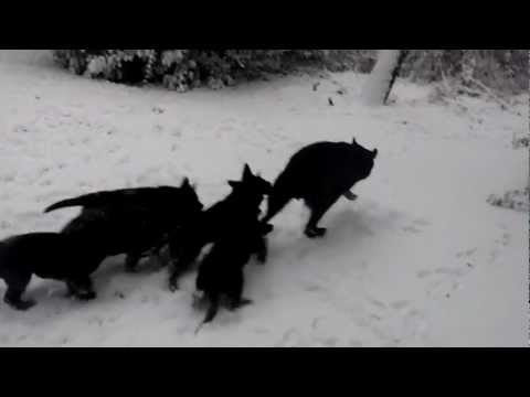 A-Wurf Pike´s Spirit - Tag 53.MP4