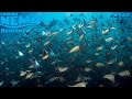 Finding Nemo The Live Action Remake Part 17