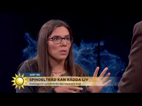 Spindeltråd kan rädda liv - Nyhetsmorgon (TV4)