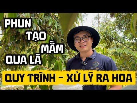 Quy trình xử lý ra hoa - phun tạo mầm qua lá