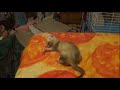 Sans vs. Chara my ferret