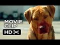 White God Movie CLIP Dog Pack 2014 Drama HD