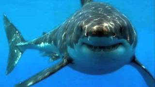 tiburon a la vista - cumbia