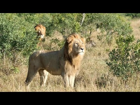 Nkuhuma male and bigger Talamati male today at Londolozie