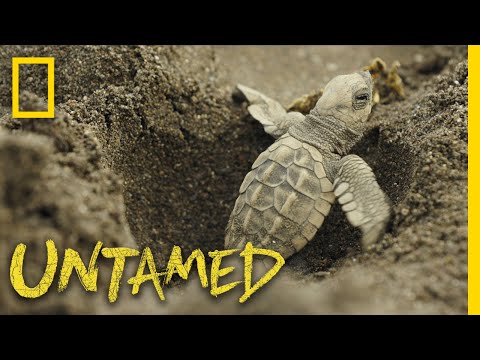 Surviving Sea Turtles | Untamed