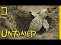 Surviving Sea Turtles | Untamed