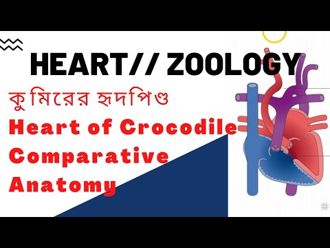 Crocodile Heart// 🐊 Reptiles Heart // WBSLST Zoology 9-10 & PG Level// Bsc,MSc// বাংলায় জীববিদ্যা