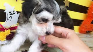 ハーフ犬の動画01