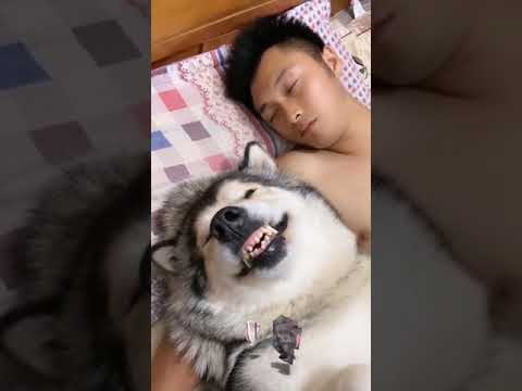 Dinky Dog | Pet Dog | Puppy Video | Cute Puppy #shorts