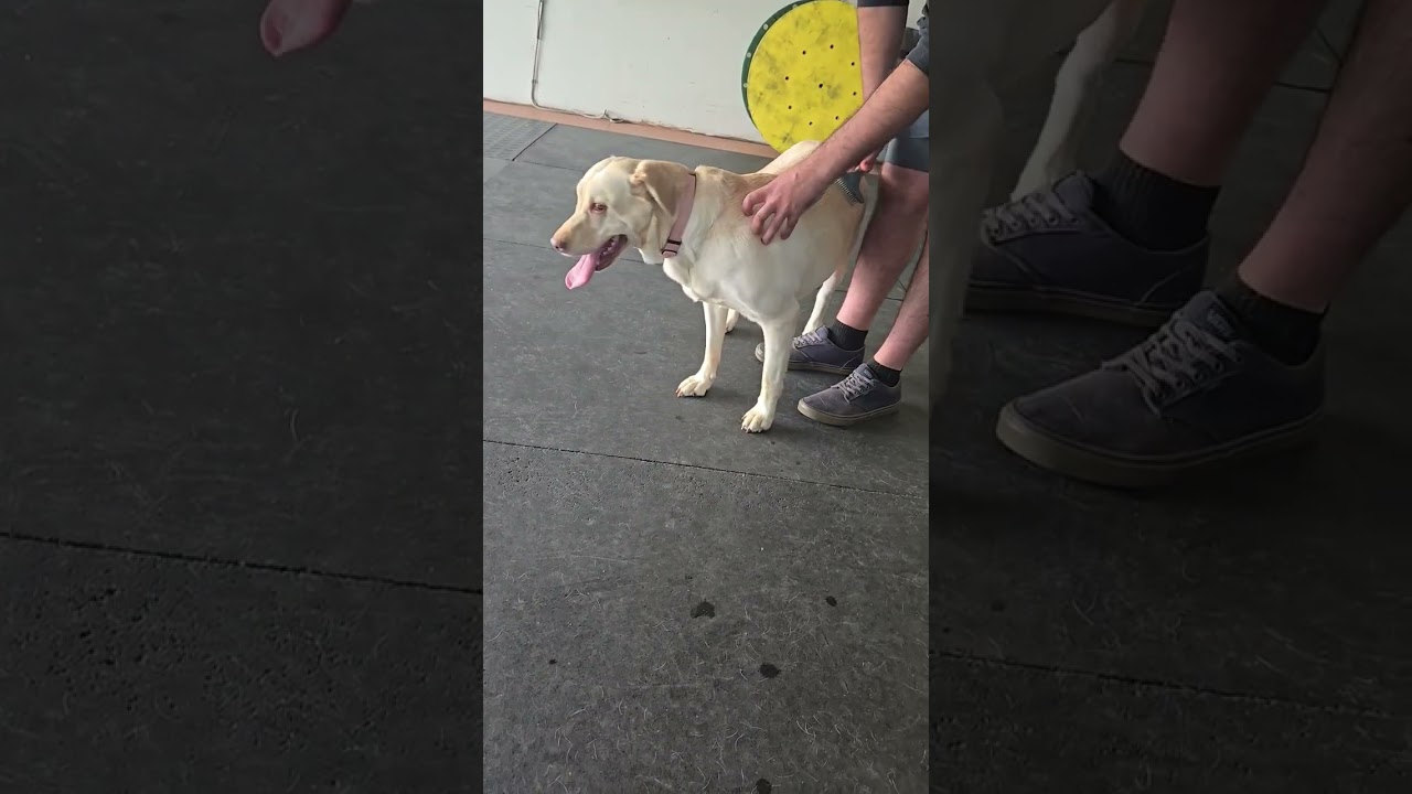 Enlarge Addie, an adoption pending Labrador Retriever in Warrington, PA video 5/6