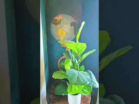 video 1