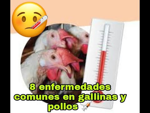 , title : '8 enfermedades comunes en gallinas y pollos 💉'