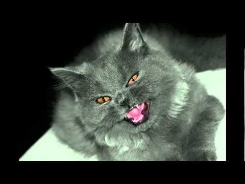 Music of the Zandalari - Temple Bethekk