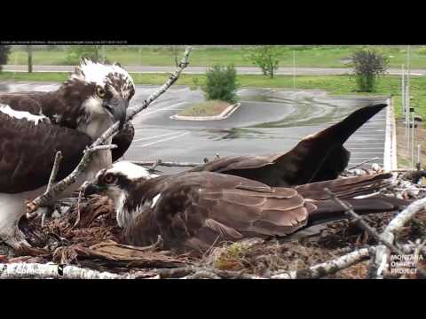 First Osprey Egg on Pip Watch as Iris Takes Over Incubation Duties – June 1, 2017