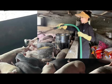 Girl raises pig farm in cemetery with more than 500 pigs