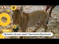 Bedreigd przewalskipaard gekloond om soort te redden