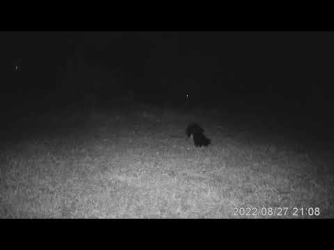 Skunk chases cat
