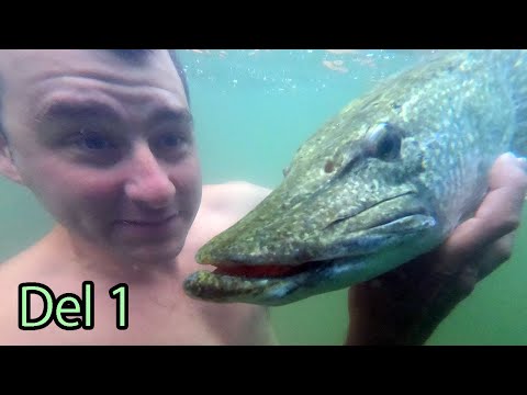 FRÅGA vad du vill om GÄDDA