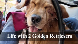 Life with 2 Goldens | Perfect weekend with the bbs, Carmel-by-the-Sea
