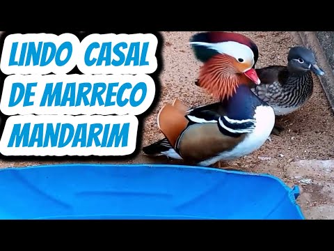 Lindo Casal de marreco Mandarim. Criação de mini patos aves aquáticas na região de Minas Gerais