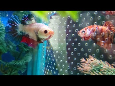 Close Up - King Betta and Koi Betta