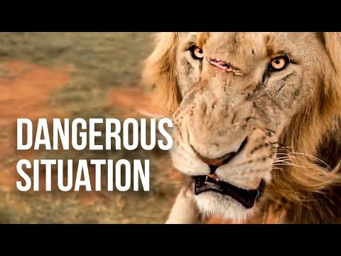 Being truly a part of a Lion Pride Dean Schneider