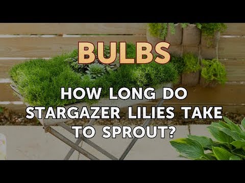 How to Care for a Gladiolus After It Blooms