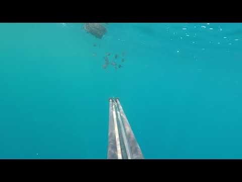 Pesca sub Catania un branco di pesci balestra che si spostano insieme ad una busta di plastica