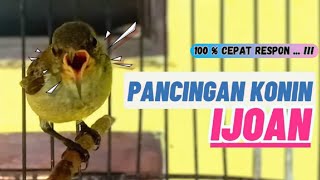 Download lagu Suara Pancingan Konin IJOAN Agar Bunyi || Masteran KONIN Agar Cepat Gacor #3 mp3